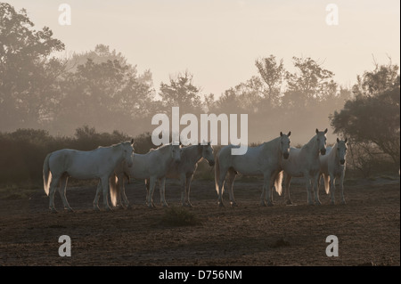 Kleine Herde ruht weiße Pferde in der Camargue Stockfoto