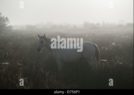 Einsamer Camargue-Pferd ruht in der dunstigen Morgensonne Stockfoto