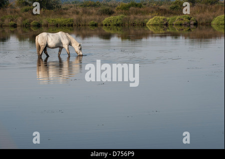 Weißen Camargue-Pferd trinken in wässrigen Sümpfe im Morgengrauen Stockfoto