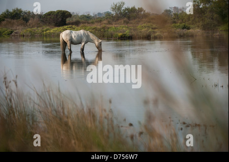 Weißen Camargue-Pferd in den Gewässern der Moorflächen trinken Stockfoto