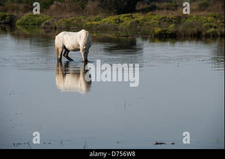 Weißen Camargue-Pferd in den Gewässern der Moorflächen trinken Stockfoto