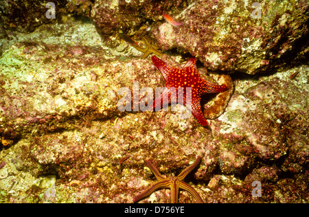 Sea of Cortez, Okt 1994 Digital Unterwasser schieben-Konvertierung, einer Bucht, die Halbinsel Baja California USA aus Mexiko trennt Stockfoto