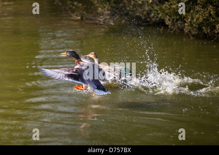 Ein atemberaubender Moment, der festgehalten wird, während Mallardenenten aus dem Wasser fliegen, ihr lebendiges Gefieder und ihre kraftvollen Flügel Kräuselungen im ruhigen Wasser erzeugen. Stockfoto