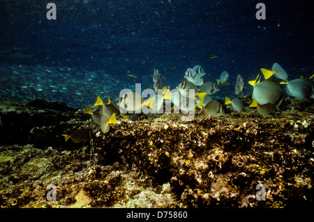 Sea of Cortez, Okt 1994 Digital Unterwasser schieben-Konvertierung, einer Bucht, die Halbinsel Baja California USA aus Mexiko trennt Stockfoto