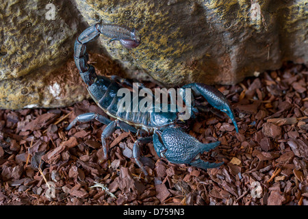 Der indische Riesenwald-Skorpion (Heterometrus swammerdami) zeigt seine große Zange, seinen glänzenden schwarzen Körper und seinen kräftigen Schwanz. Stockfoto