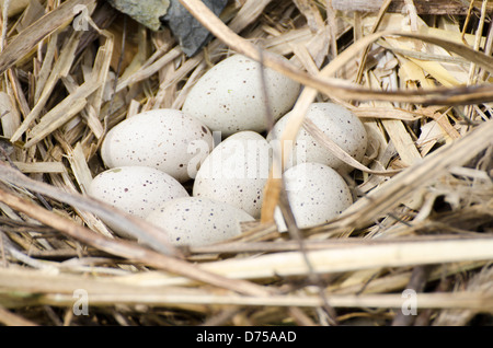 Blässhuhn ((Fulica Atra) Eiern im Nest. Stockfoto