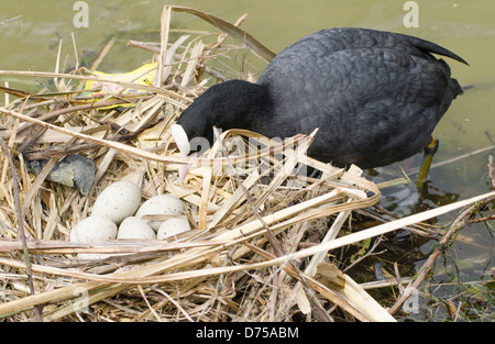 Blässhuhn (Fulica Atra) 7 Eier in einem Nest auf etwas Wasser. Stockfoto