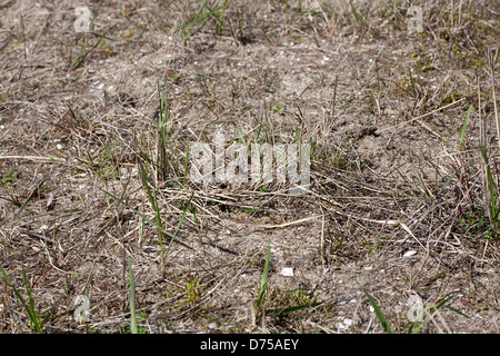 Versteckte Nest des Kiebitz (Vanellus Vanellus) Stockfoto