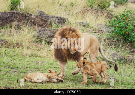 Männliche African Lion, Panthera Leo, das Spiel mit zwei jungen, Masai Mara National Reserve, Kenia, Afrika Stockfoto