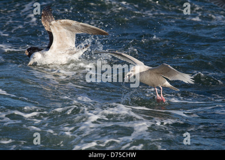 Gull Island (Larus Glaucoides Glaucoides), erster winter Gefieder, Fütterung in den Gewässern des Atlantischen Ozeans Stockfoto