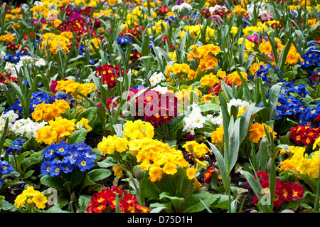 Bunten Blumenbeet Primel Blumen Stockfoto