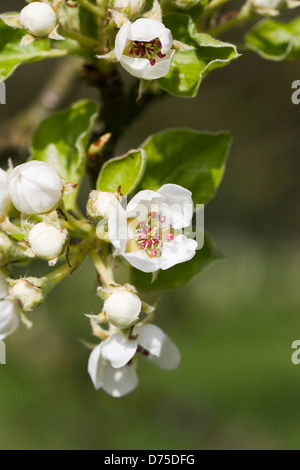 Pyrus Communis 'Juspidea'. Birne Blüte im Frühjahr. Stockfoto