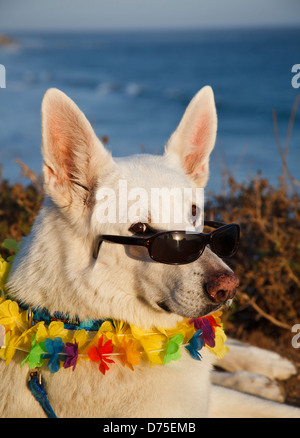 Weiße Schäferhund Lei und eine Sonnenbrille tragen Stockfoto