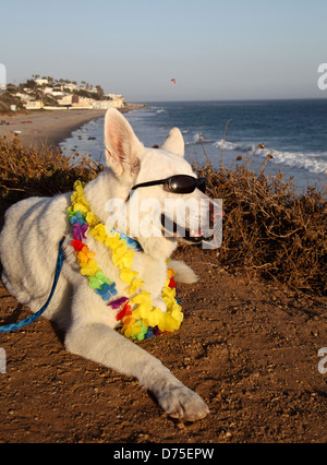 Weiße Schäferhund Lei und eine Sonnenbrille tragen Stockfoto