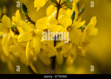 Nahaufnahme des gelben Forsythia in voller Blüte Stockfoto