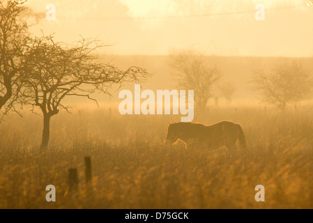 Sunset Pony, ein Foto von einem kleinen Pony in einem trüben Feld, aufgenommen bei Sunset in Prestwick Carr in Newcastle upon Tyne Stockfoto