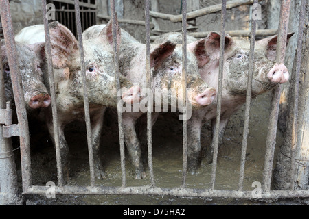 San Lorenzo, Italien, Hausschweine sind neben einander geschoben. Stockfoto