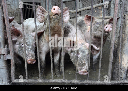 San Lorenzo, Italien, Hausschweine sind neben einander geschoben. Stockfoto