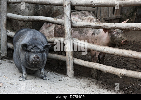 San Lorenzo, Italien, Haengebauchschwein und Hausschweine sind durch ein Tor getrennt. Stockfoto