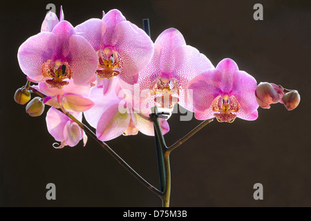 hinterleuchtete Phalaenopsis Orchidee auf schwarzem Hintergrund. Stockfoto
