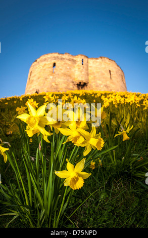 Narzissen wachsen auf dem Berg des Clifford's Tower, York, Großbritannien Stockfoto
