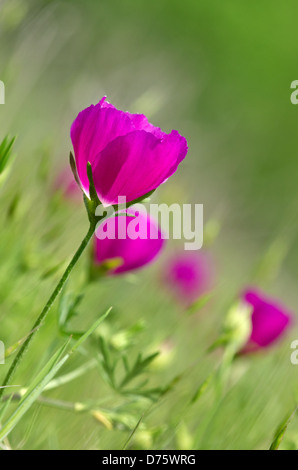 Bunte Weincup Wildblumen (Callirhoe Involucrata) blühen auf der Wiese Stockfoto