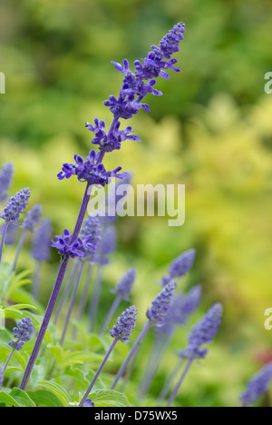 Blaue Salvia (Salvia Farinacea) Blumen blühen im Garten Stockfoto