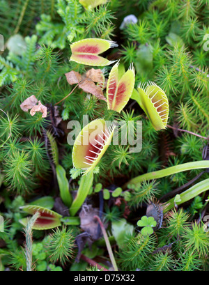 Venusfliegenfalle Dionaea Muscipula, Droseraceae. North Carolina, USA, Nordamerika. Eine fleischfressende Pflanze. Stockfoto