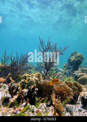 Meeresgrund mit Korallen und Reflexion unter Wasser der Karibischen See, Riviera Maya, Mexiko Stockfoto