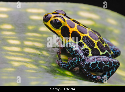 Grün retikuliert vergiften Pfeil Frosch im tropischen Amazonas-Dschungel von Peru in der Nähe von Iquitos. Ranitomeya Imitator in exotischen Regenwald
