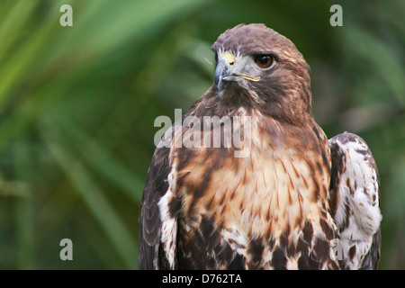 Nahaufnahme von einem Red Tailed Hawk oder Buteo Jamaicensis in Brevard Zoo, Melbourne, Florida, USA Stockfoto