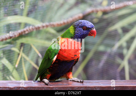 Porträt von einem Papagei in Brevard Zoo, Melbourne, Florida, USA Stockfoto