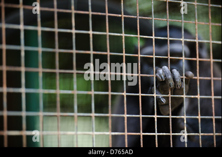 Celebes crested Macaque ein Rehabilitationszentrum, Sulawesi, Indonesien. Stockfoto