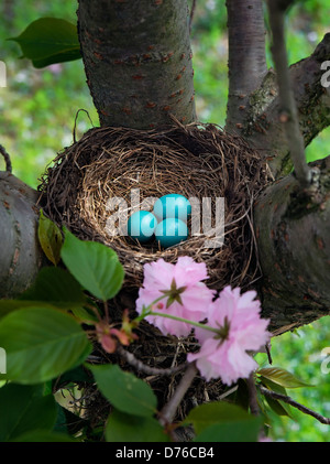 Robin's Nest Eier, Turdus migratorius Stockfoto