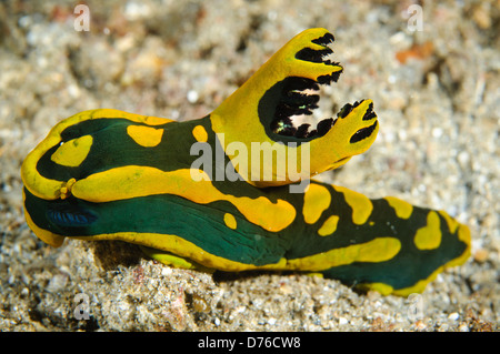 Dorid Nacktschnecken kriechen über sandigem Grund, Lembeh Strait, Sulawesi, Indonesien. Stockfoto