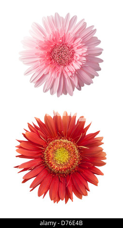 In der Nähe von Rosa Rot Daisy isoliert auf weißem bakground, Gerbera × hybrida Stockfoto