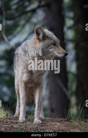 Berg Kojote (Canis Latrans Lestes) im Yosemite National Park nach links. Stockfoto