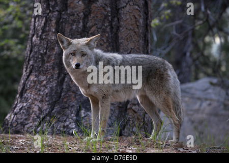 Zahme Kojote entlang Highway 41 im Yosemite National Park Stockfoto