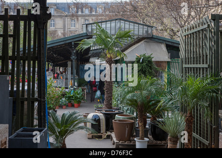 Paris, die Inselstadt, Blumenmarkt, Ile De La Cité, Marché Aux Fleurs, Frankreich Stockfoto