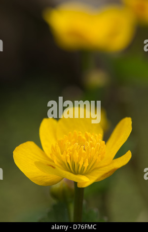 Marsh Marigold eine mehrjährige krautige Pflanze die Butterblume Familie Butterblume Stockfoto