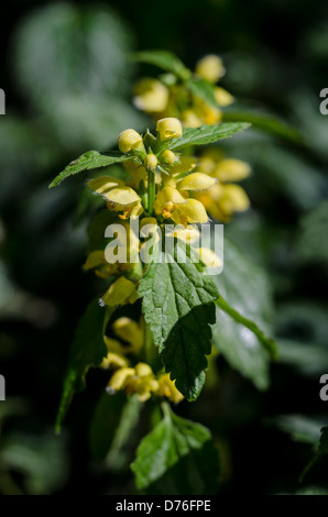 Lamium Galeobdolon gelbe Erzengel Stockfoto