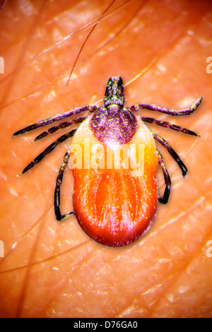 Zecke Ixodes Ricinus Stockfoto