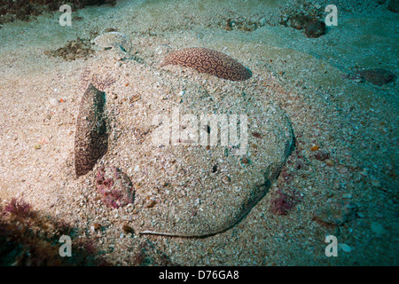 Ray im Sand versteckt zu torpedieren, Torpedo Sinuspersici, Aliwal Shoal, Indischer Ozean, Südafrika Stockfoto