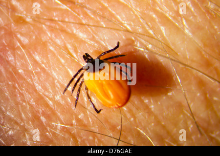 Zecke Ixodes Ricinus Stockfoto