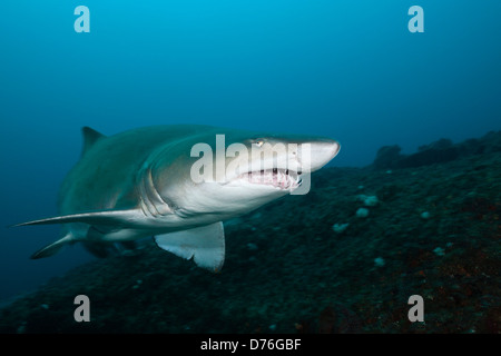 Sand Tiger Shark, Carcharias Taurus Aliwal Shoal, Indischer Ozean, Südafrika Stockfoto