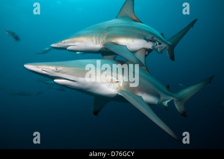 Schwarzspitzen Haie, Carcharhinus Limbatus, Aliwal Shoal, Indischer Ozean, Südafrika Stockfoto