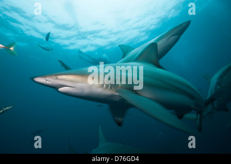 Schwarzspitzen Haie, Carcharhinus Limbatus, Aliwal Shoal, Indischer Ozean, Südafrika Stockfoto