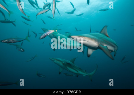 Schwarzspitzen Haie, Carcharhinus Limbatus, Aliwal Shoal, Indischer Ozean, Südafrika Stockfoto