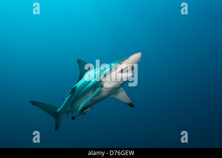 Schwarzspitzen Haie, Carcharhinus Limbatus, Aliwal Shoal, Indischer Ozean, Südafrika Stockfoto