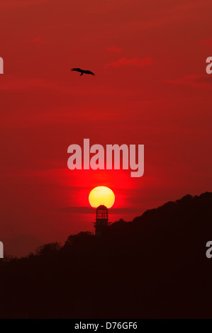 Chinesischen schwarzen Milane (Milvus Migrans) und grüne Insel-Leuchtturm, Hong Kong, China. Stockfoto